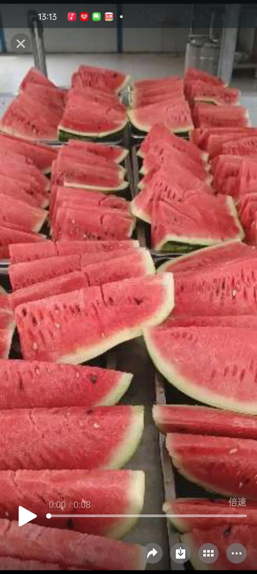 西瓜🍉一毛钱一斤！去新疆，实现西瓜自由新疆西瓜一毛钱一斤！太棒了！终于能实