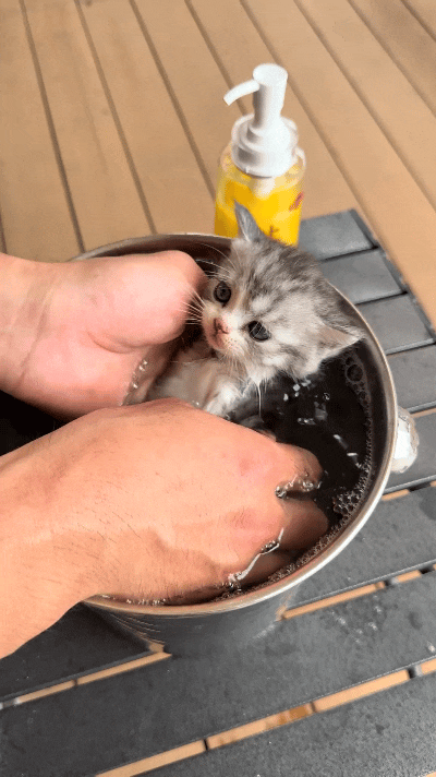 乖乖嘞，瞅瞅这只小奶猫也太招人稀罕了。主人给它搁小铁盆里洗澡，安安静静嘞，不哭不