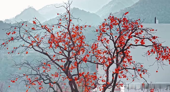 不同诗人，不同境遇，却皆给我们后人留下了千古绝唱。“云横秦岭家何在，雪拥蓝关