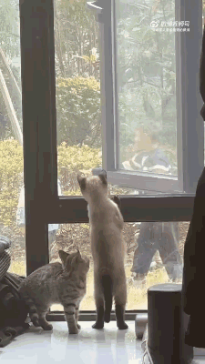 一生爱看热闹的除了中国人，还有中国人养的猫！