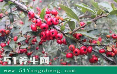 以前农民抢着晒干磨来吃, 现今没人理睬长山上, 其实营养价值很高