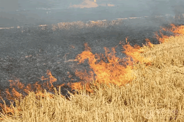 有研究表明，小麦秸秆燃烧过程中形成的黑炭能显著减少抗生素耐药基因在土壤和大豆农作