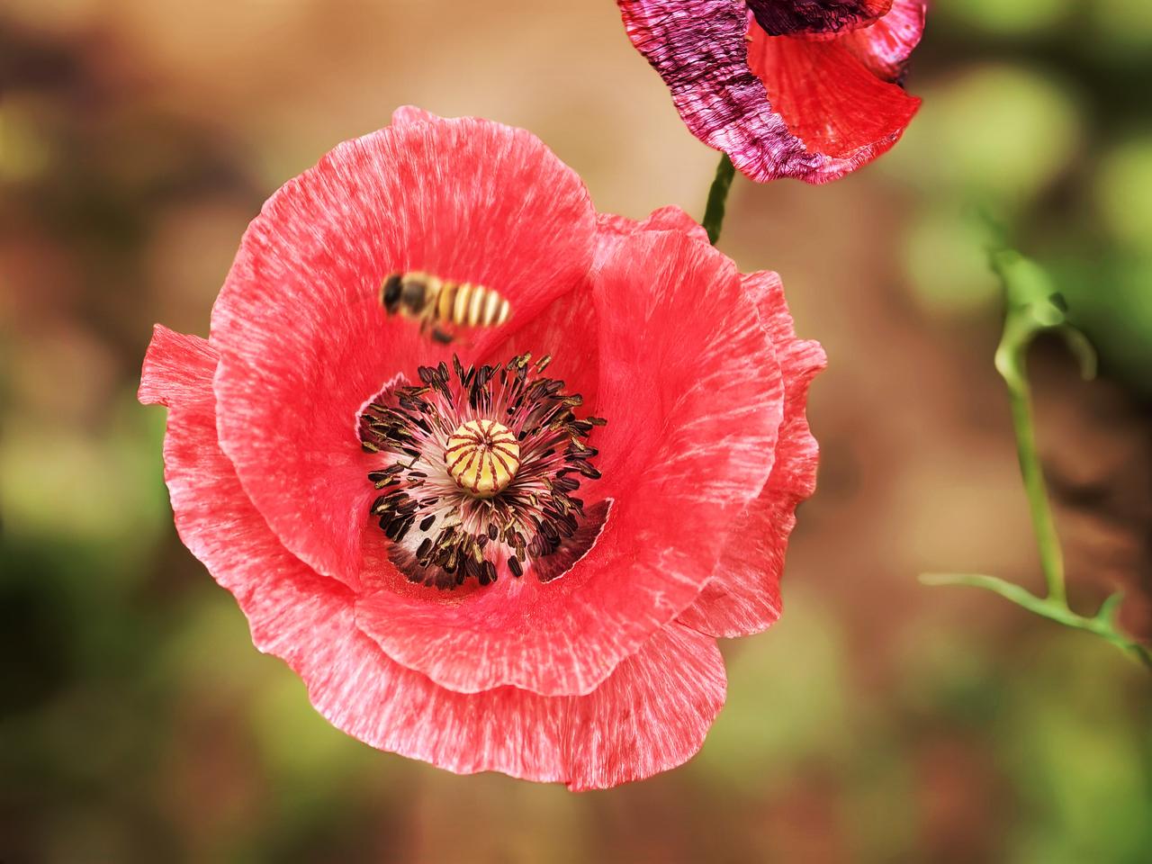 不干不敢担责别提拨！油菜花打药伤蜜蜂，养蜂没报备，不兴这样推诿！是不是养2只鸡要