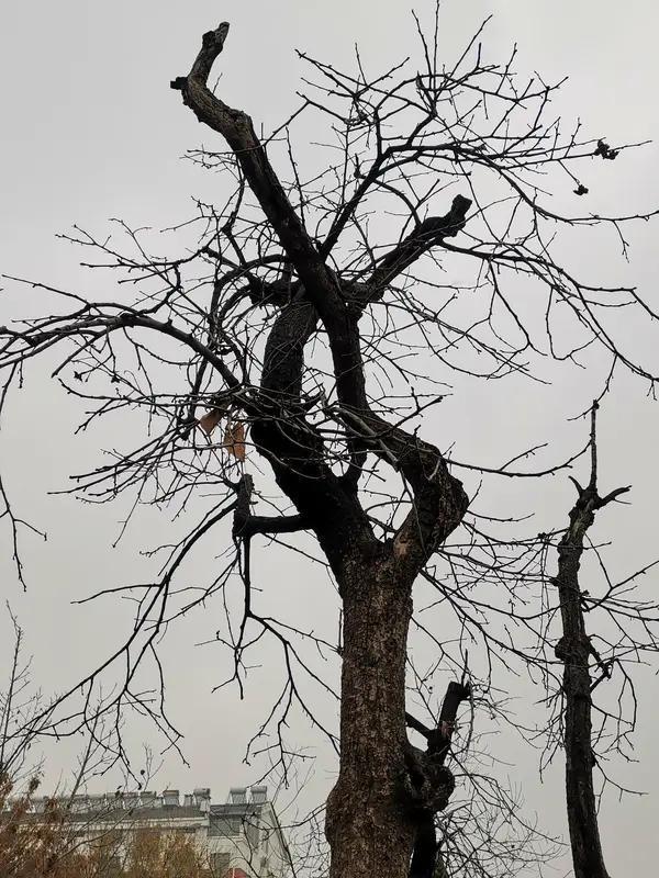 上联:寒风欺老树，邀你赐写？细雨润山林。