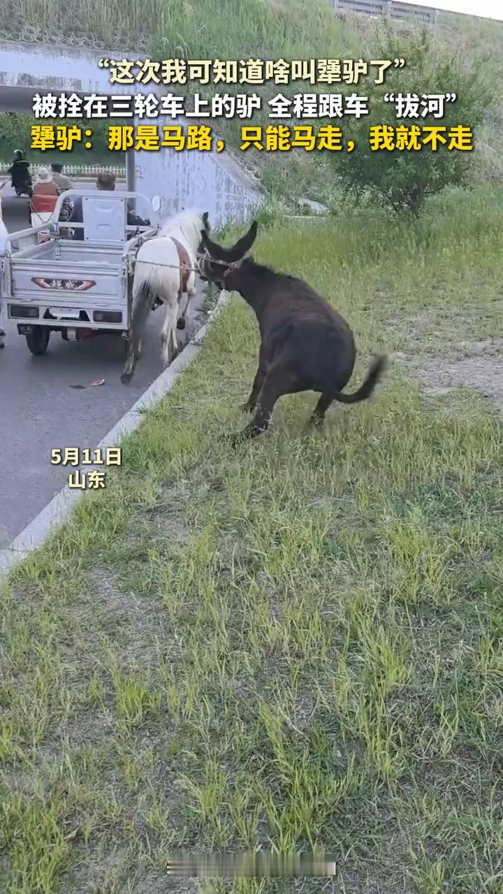 这次我可知道什么叫犟驴了。被拴在三轮车上的驴全程跟车拔河。犟驴：那是马路，只能