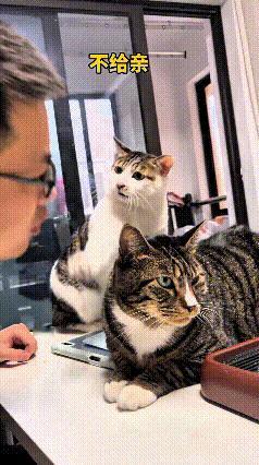 哎哟，你瞅瞅这俩小猫，真是把吃醋给演活了！家里养了两只猫咪，主人想逗逗它们，就故