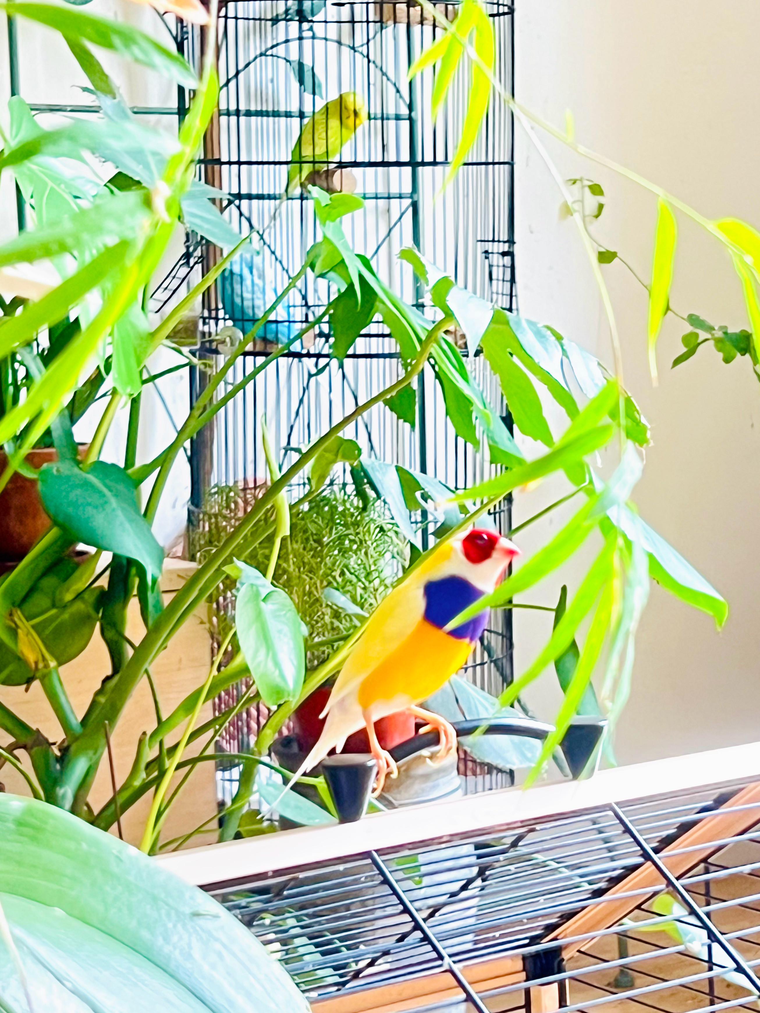 猫宁☀️🦜🍃清凉色彩与活泼的生命，炎炎盛夏，在一起太养眼了我家那些鸟事儿