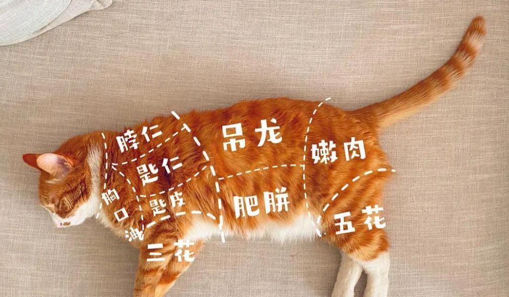 中国人不吃猫肉，也没有这个传统，而越南人却每年吃掉400万只猫！为什么中国人不吃