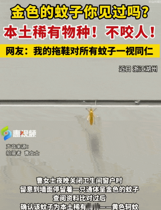 浙江湖州惊现“黄金蚊子”，女子深夜关灯竟撞见墙角金光闪闪，吓得够呛！专家鉴定后却