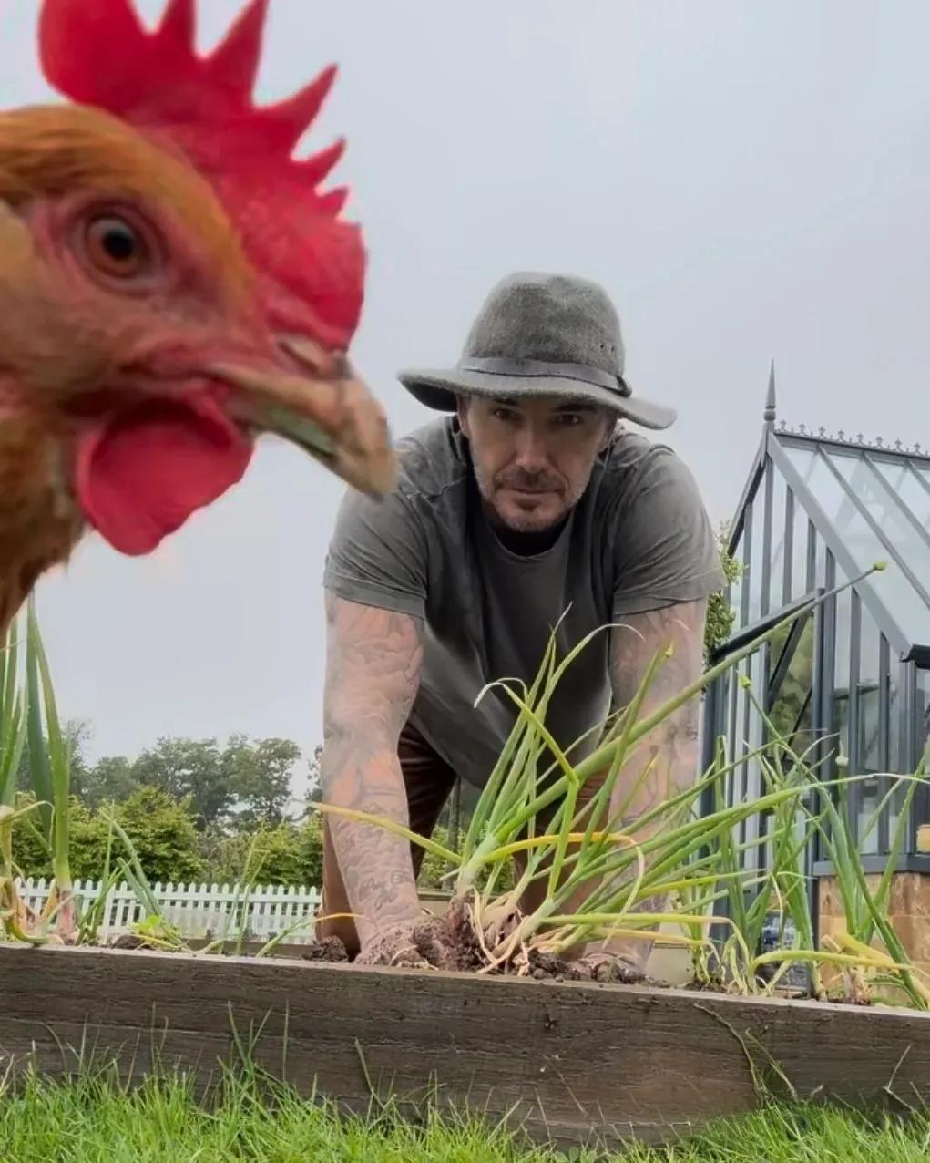 贝克汉姆变“农夫”？豪宅后院养鸡种菜太接地气！印象里，贝克汉姆还是球场上的耀眼