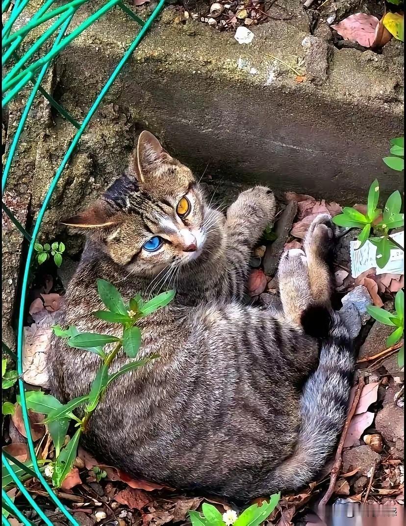 这只流浪猫的眼睛很特殊，一只是蓝色的，像蓝宝石一样明亮，一只是金黄色的，像黄金一