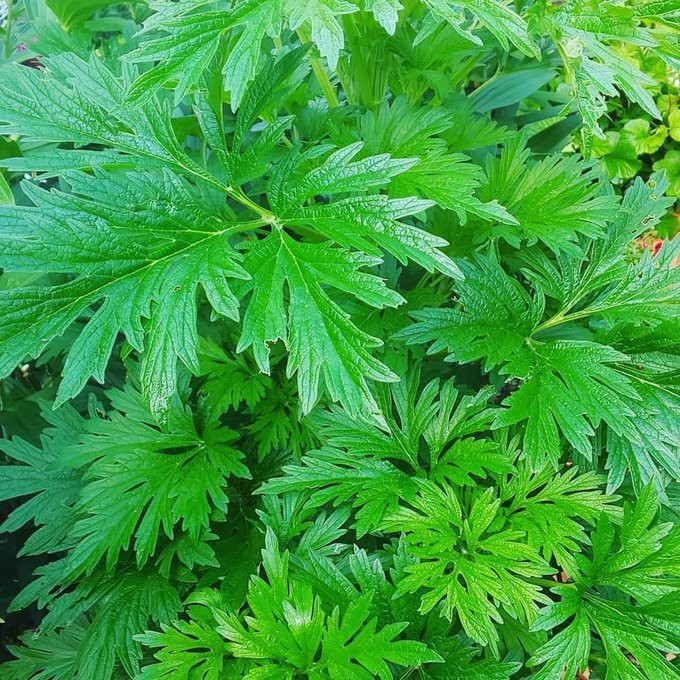 如果WHO说“伊维菌素无效”，那现在就是大力推“伊维菌素”的时候了。他们