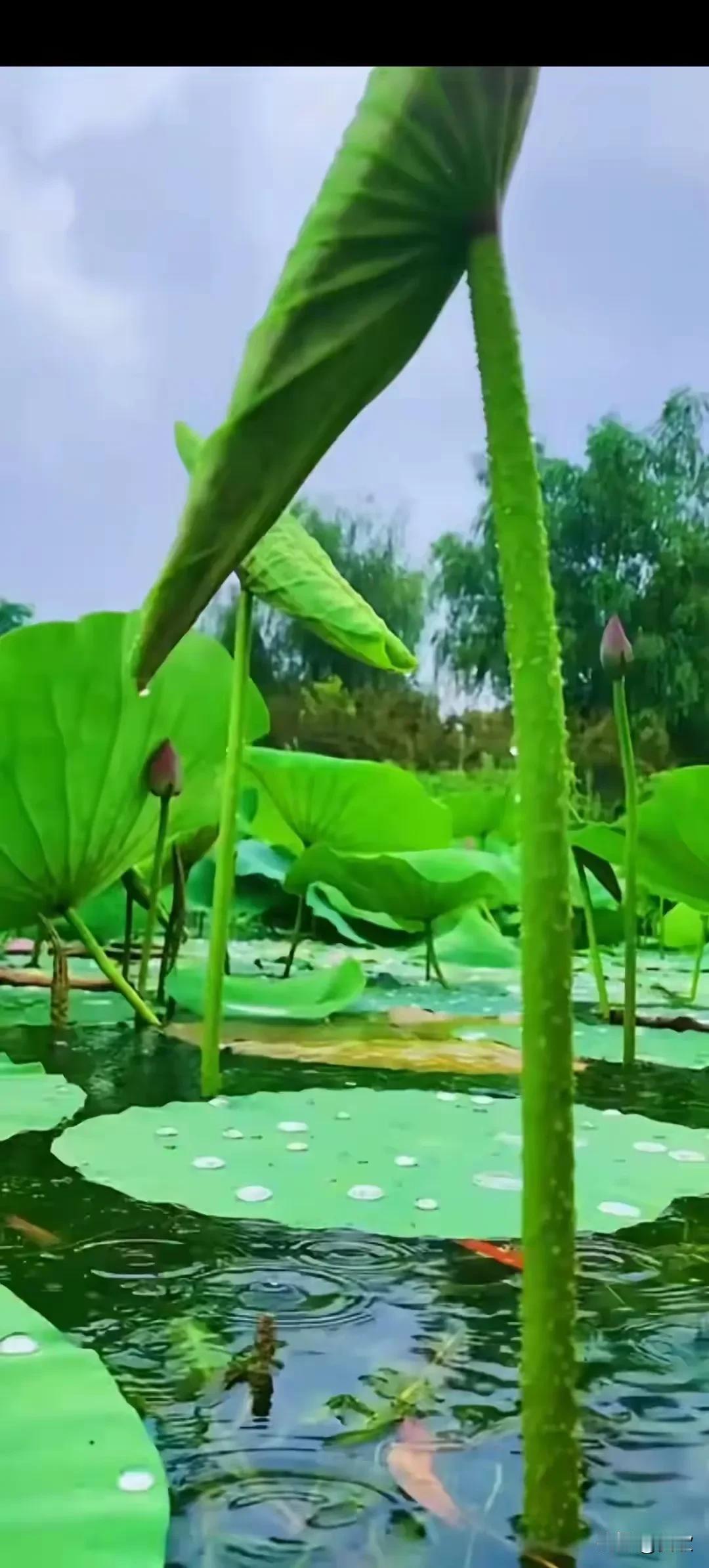 上联:春风撩人山色美下联:夏雨沐荷湖面醉横批:四时皆宜