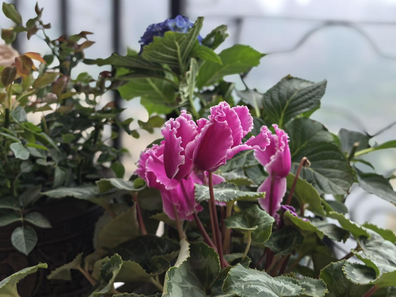 我素来极爱花，又恰逢春日正好，阳台之上，已是一派热闹繁华。三角梅悄悄蓄势，枝