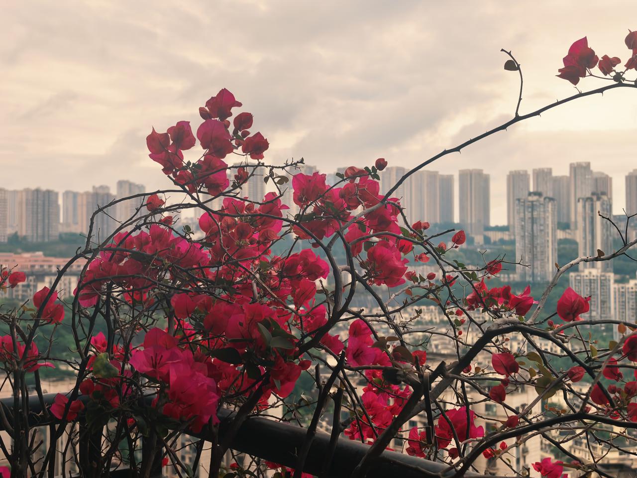 三角梅今年又热烈开放了，我的心也跟着高兴起来。看着这满枝头的三角梅，红得像