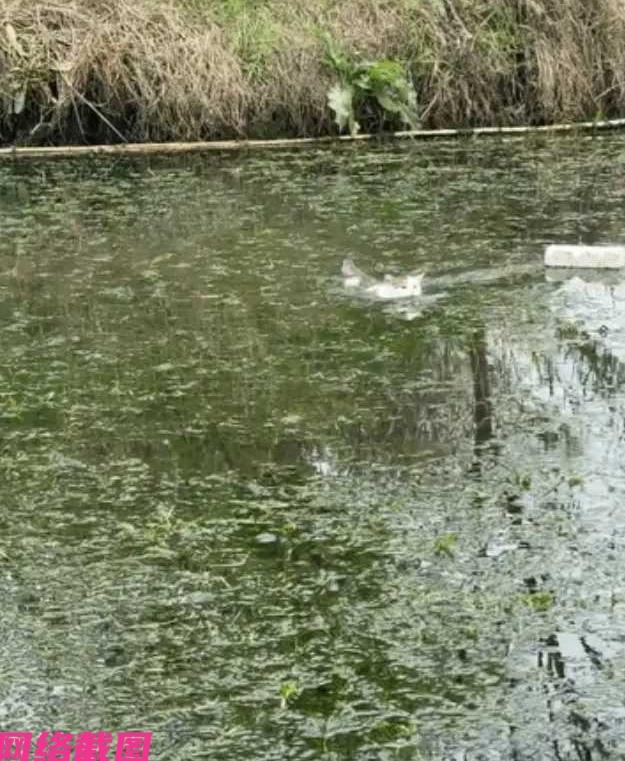 江苏有男子在家准备好猫粮后，随即喊在河对岸的猫咪回家吃饭，猫咪听到后也没有耽搁时