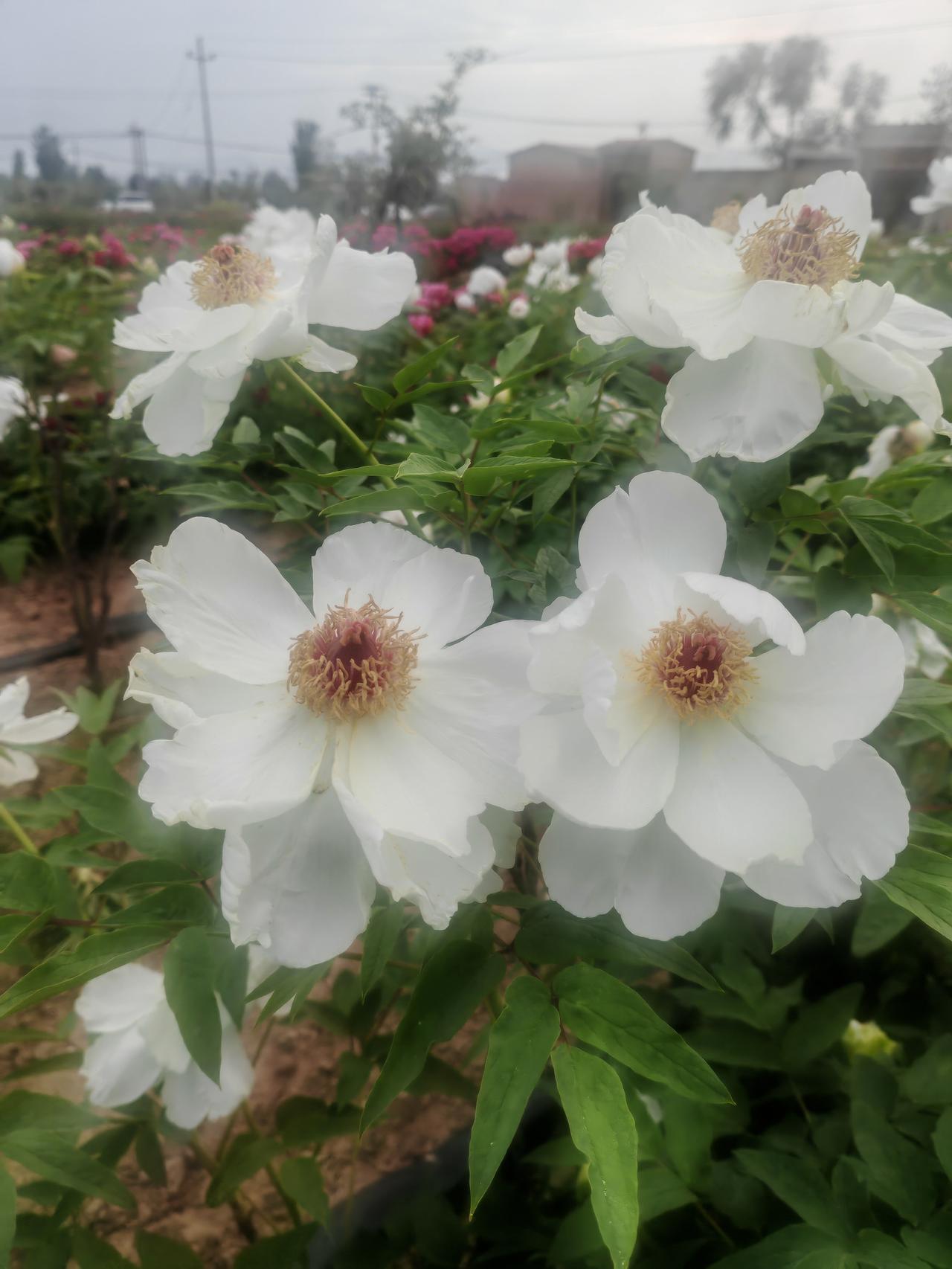 发一张你相册最近拍的花细雨朦胧的春日里，白牡丹静静绽放。素白的花瓣舒展如蝶翼，中