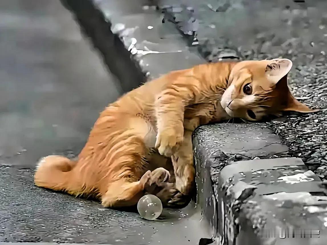 傍晚的时候，我在路边看见一只流浪小猫，那样子真让人心里不好受。听旁边的人说