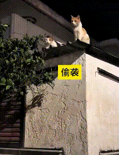 半夜屋顶俩猫偷偷约会，公猫一直低头往下偷看母猫，眼神黏糊糊没完没了。母猫越看越