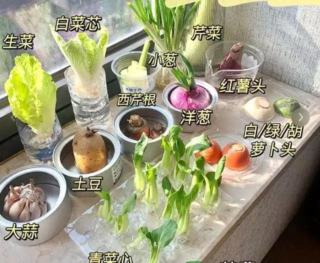 厨房扔掉的都是宝！“发芽的蔬菜”泡在水里，秒变漂亮盆栽，好看又能吃！你是不
