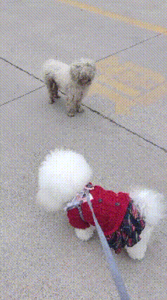 同是比熊，一只娇养似“白富美”，一只却因断腿流浪！喂饱它转身拿剪刀，下楼已不见踪