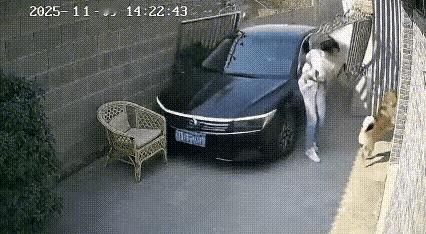 狗狗的“狂叫”从来不是无理取闹，而是最纯粹的守护信号！主人在院子静坐时，狗狗