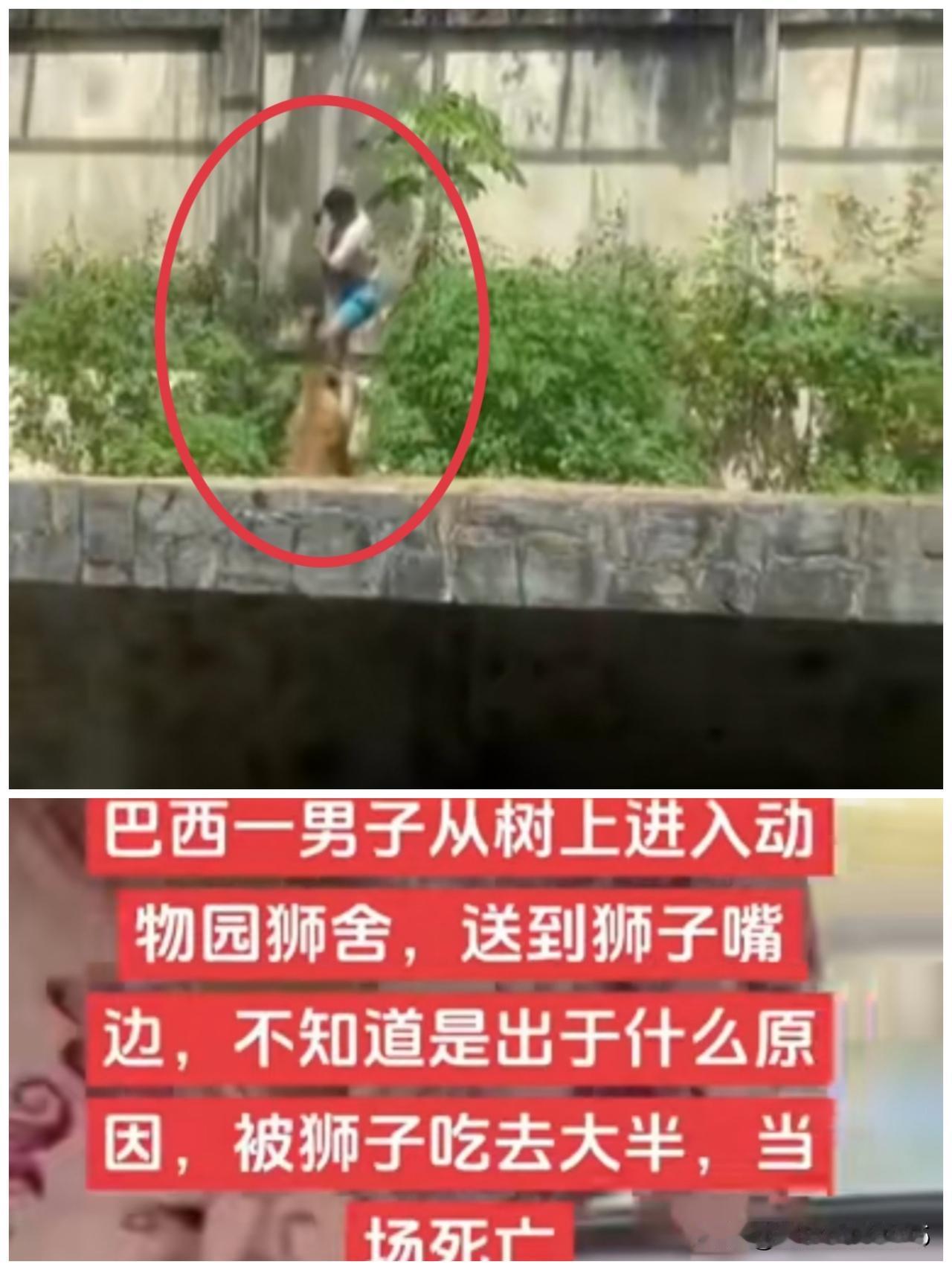 小伙子肯定对狮子有什么误解；以为它们和中东的同类们一样，都只是别人豢养的宠物！
