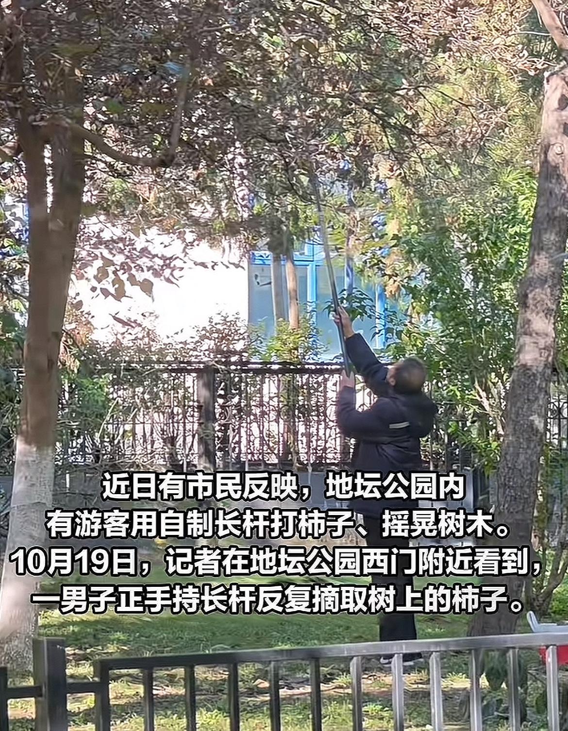 无语！有个老头儿在地坛偷打柿子！看到一个新闻，北京地坛公园，有个大爷拿着自