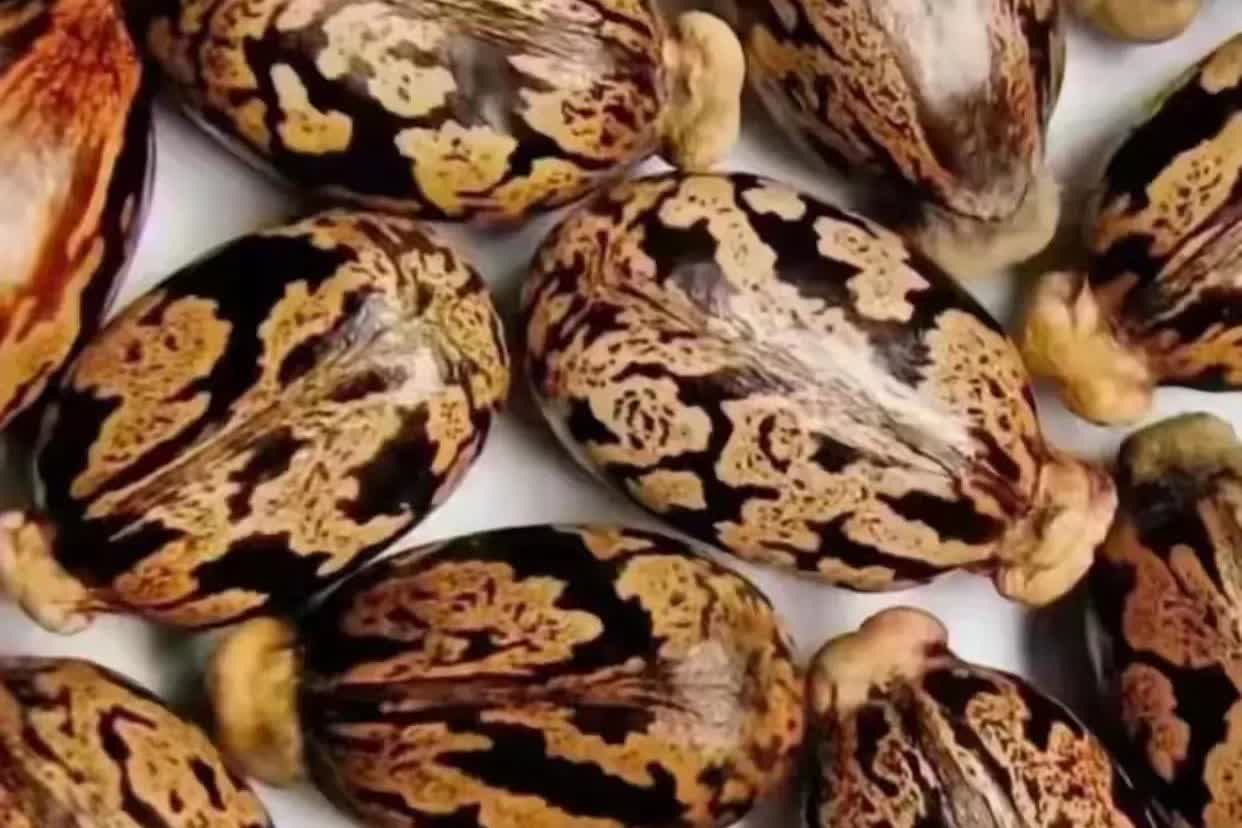 云南丽江，有游客在云南旅游期间，在当地一个小镇上，发现有一名老人在摆摊卖一种奇怪
