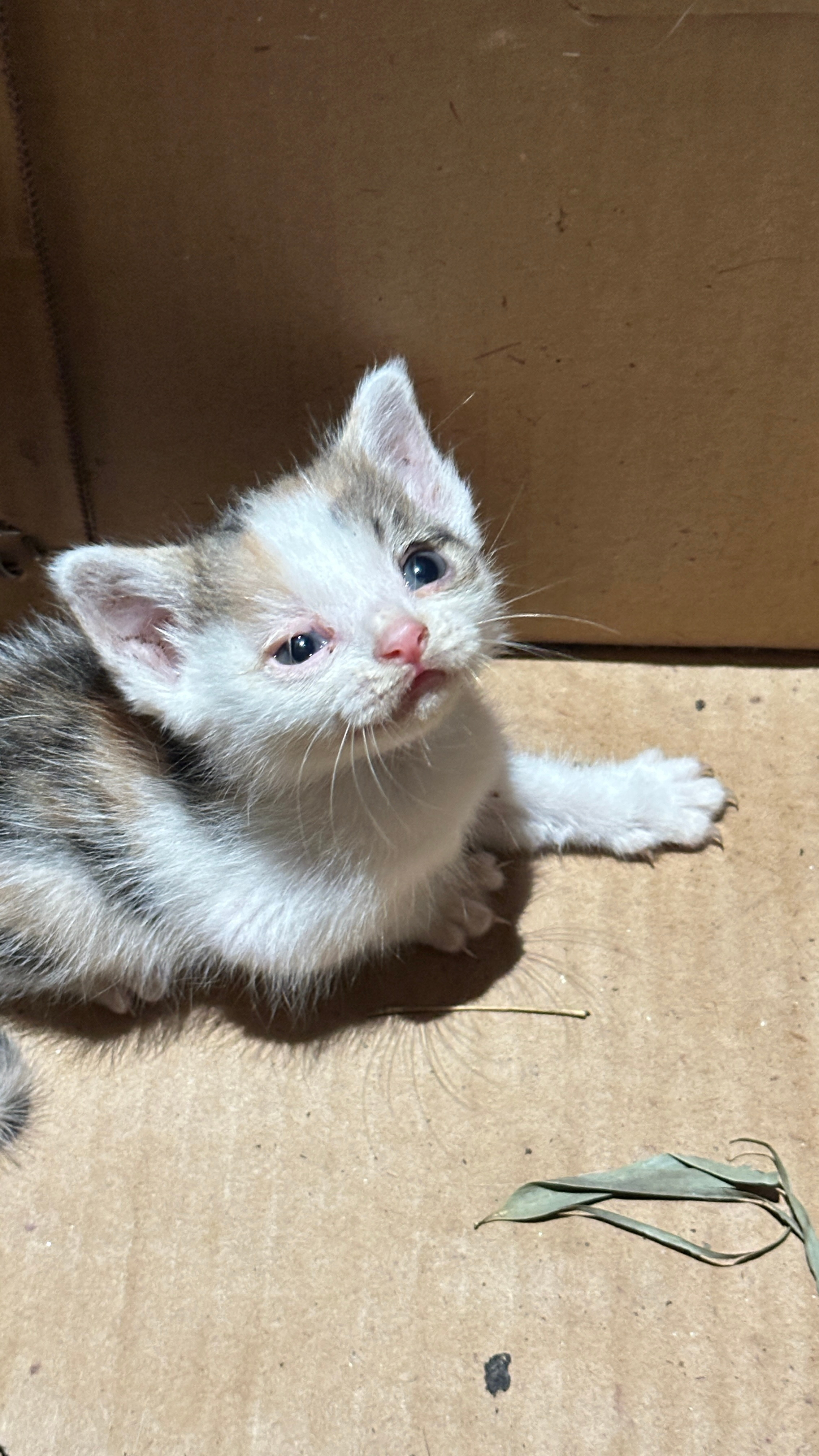 捡到两只小猫咪