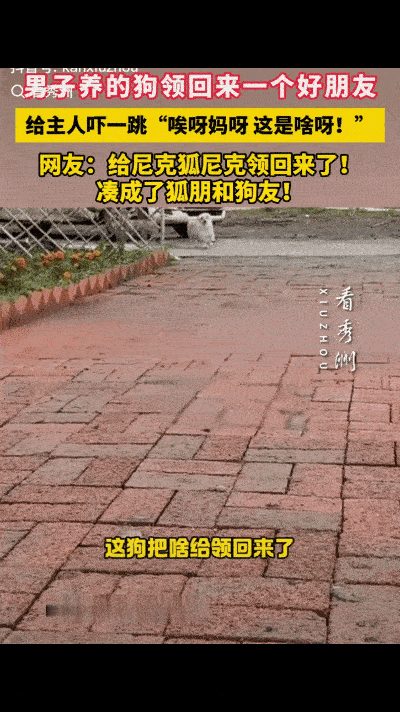 黑龙江一男子一大早发现自家狗狗跑丢，正着急找人，狗子居然自己回来了。更离谱的是，