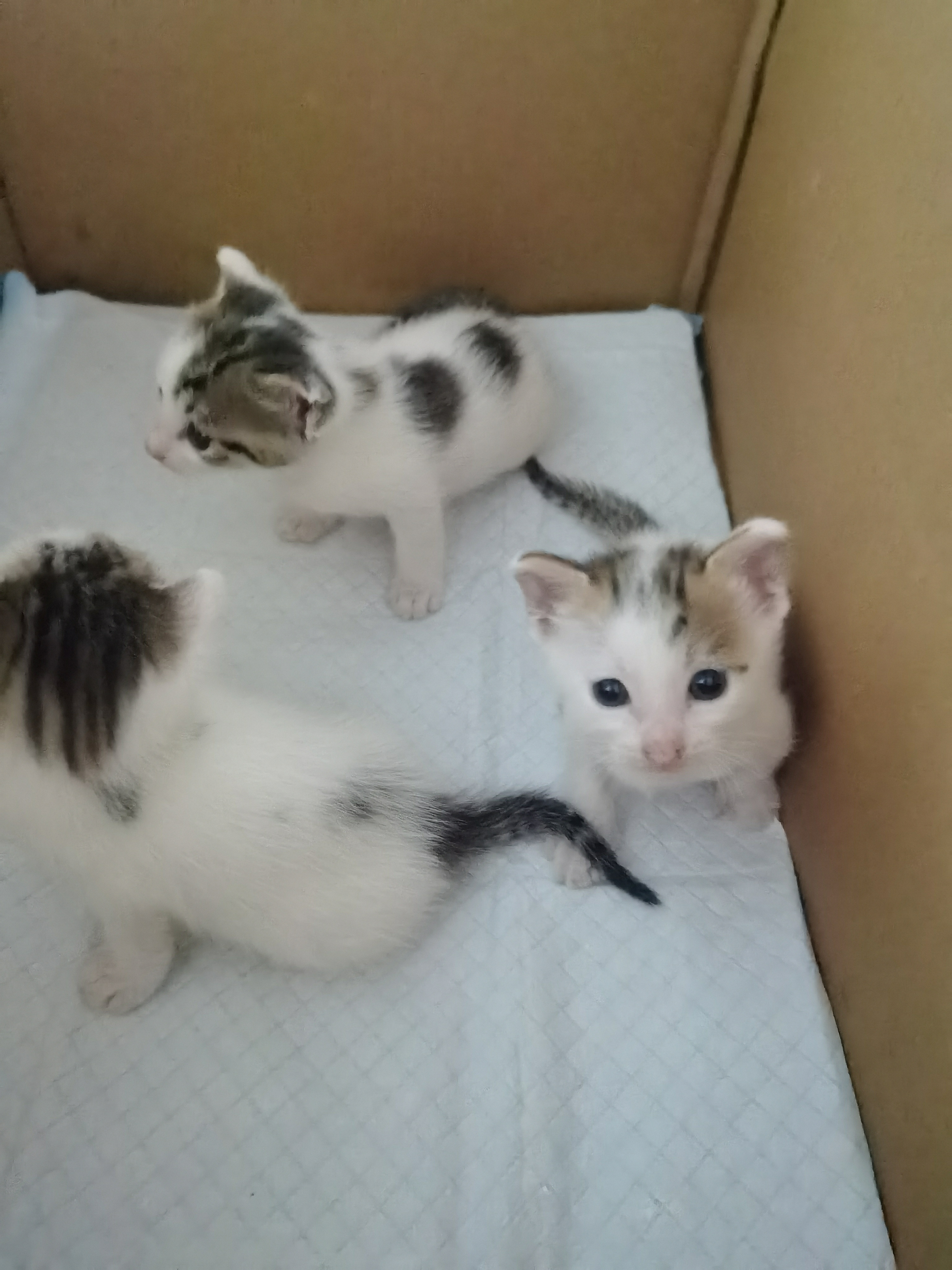 🐱第26天今天听驿站老板说猫妈在外面玩了很久，猫宝都在窝里好好睡觉。我去的时