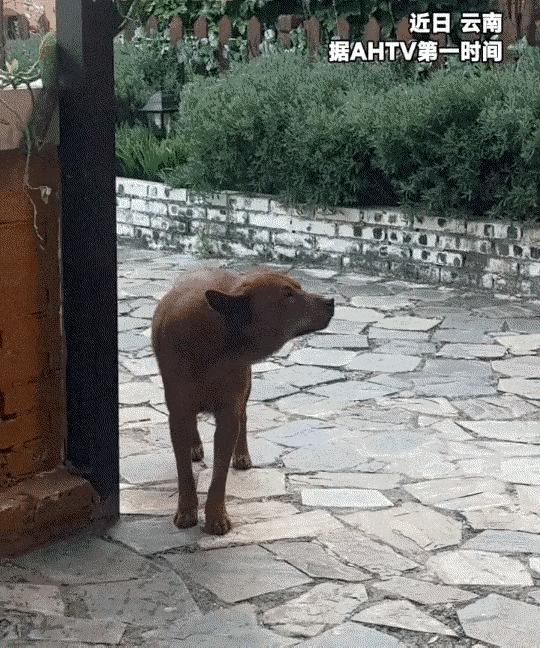 太有灵性了！云南，一小伙像往常一样去逗邻居家养的狗狗，没想到狗狗转头凶了小伙，还