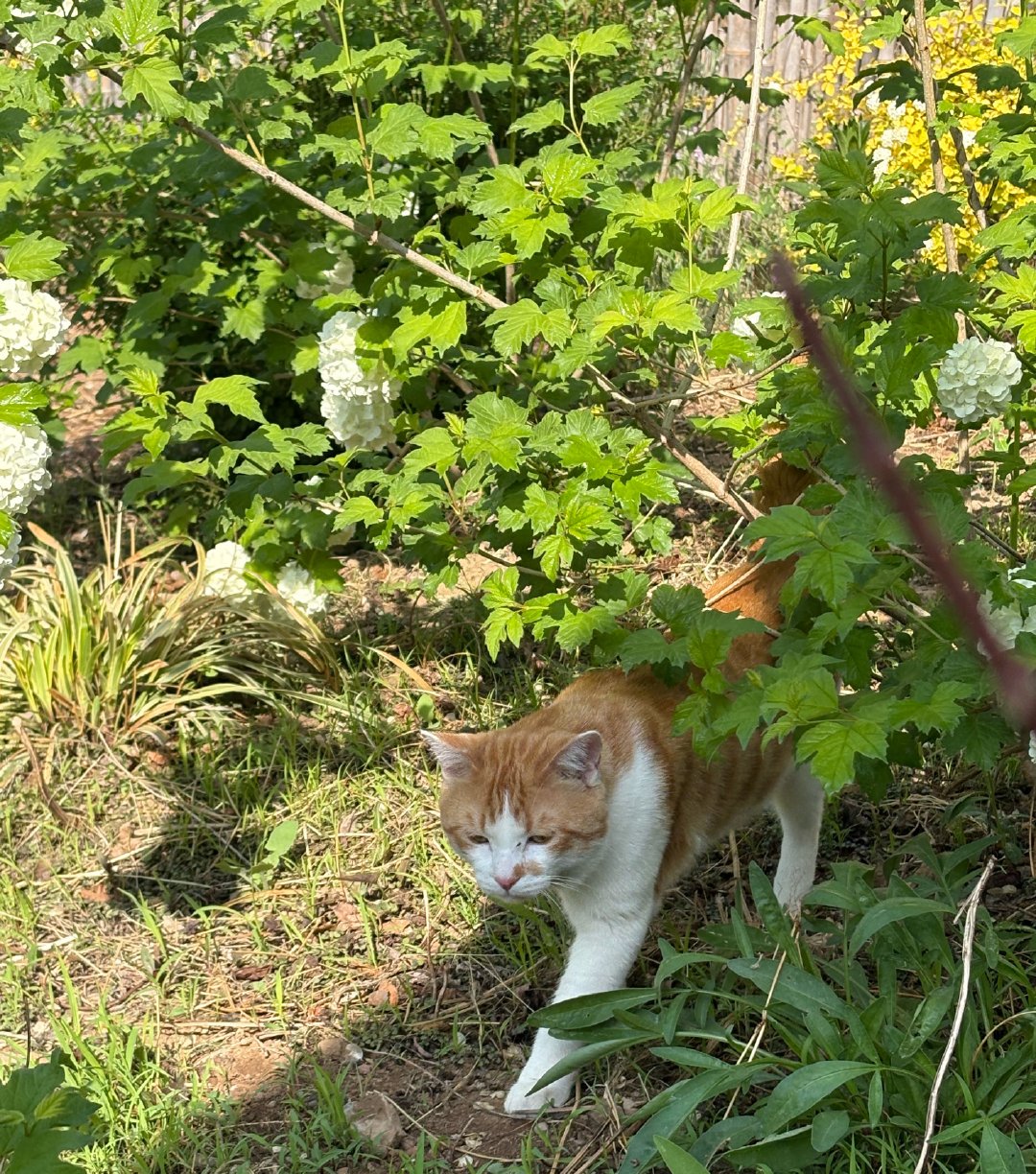 我的花园我的猫田园猫也超美我的十成新的猫咪咸蛋蛋。每天在花园里玩一下，回去就睡