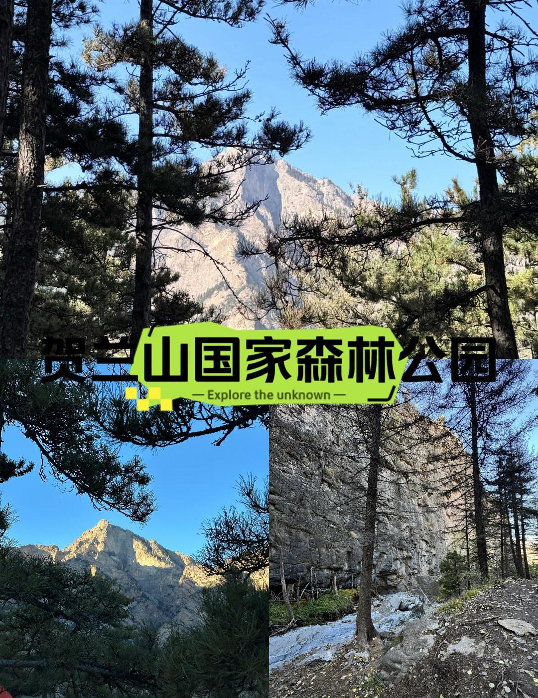 🐑银川市贺兰山国家森林公园｜岩羊奇遇记📍银川宁夏贺兰山国家森林公园🐑