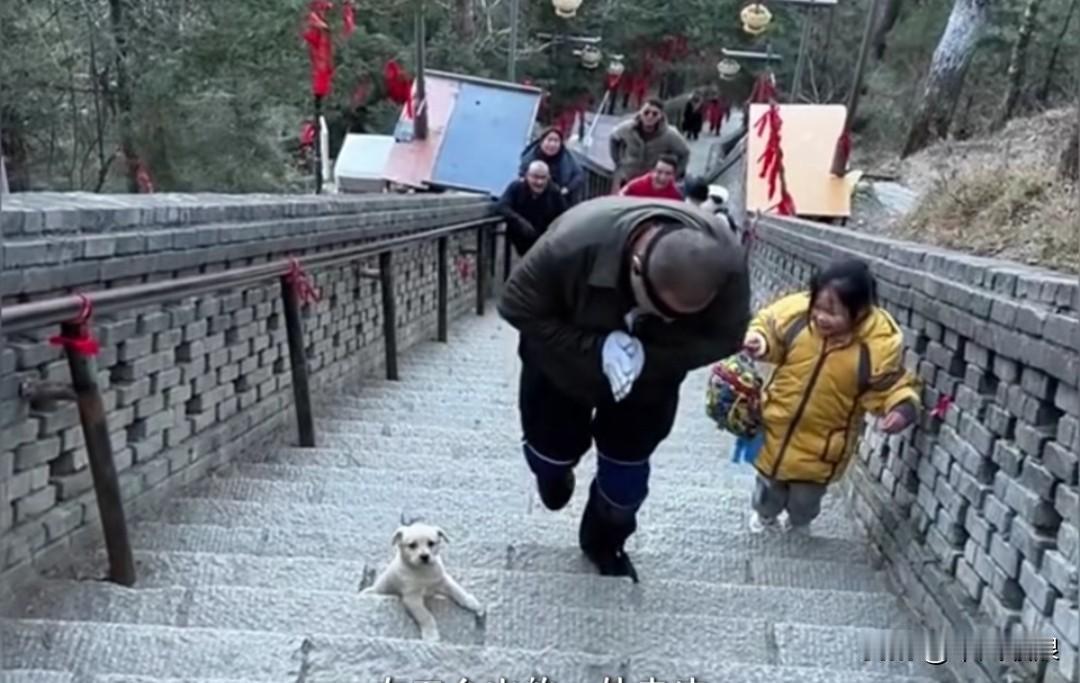 在五台山的一座寺庙里，一只流浪狗跟着游客趴在台阶上。时不时便有人伸手摸摸狗狗的头