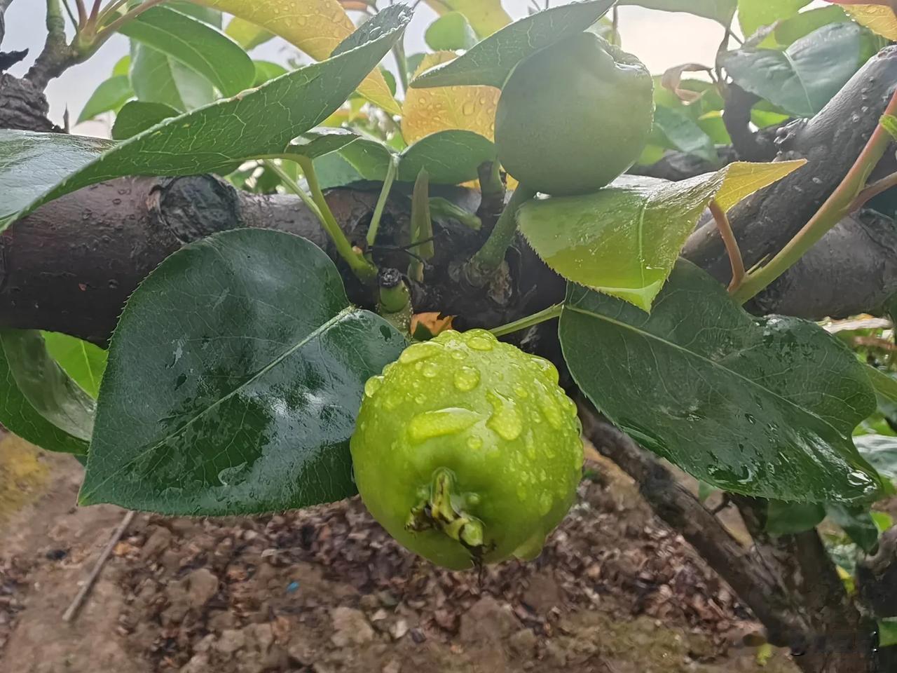 绿果挂枝头，雨露润芳华。