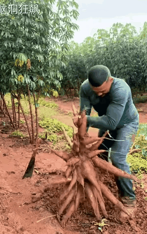 以前不知道什么叫木薯，还以为和地瓜差不多，现在看来，木薯和地瓜是两种不同的科目，