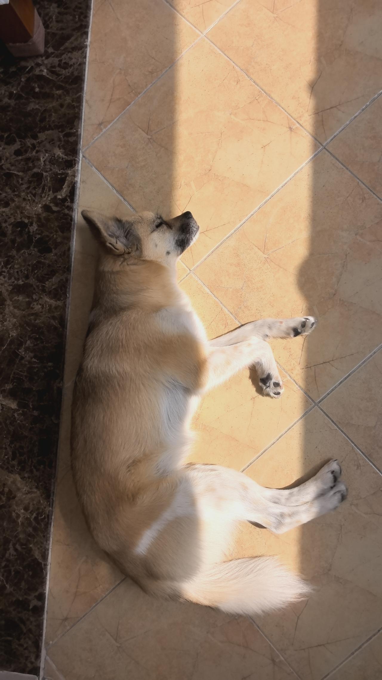 子鼠丑牛，灵活+踏实，寅虎卯兔，勇敢且谨慎，属象双面修炼！1、龙：会输在婚姻上