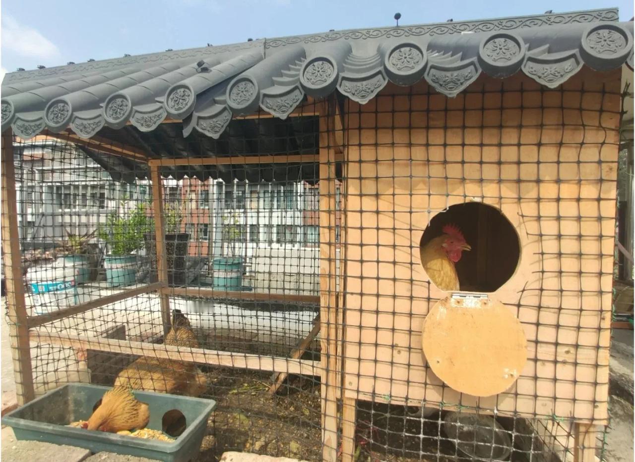 鸡屎砸到人赔了18万，还判刑6个月！1月16日，一媒体报道，广西来宾市一女子在