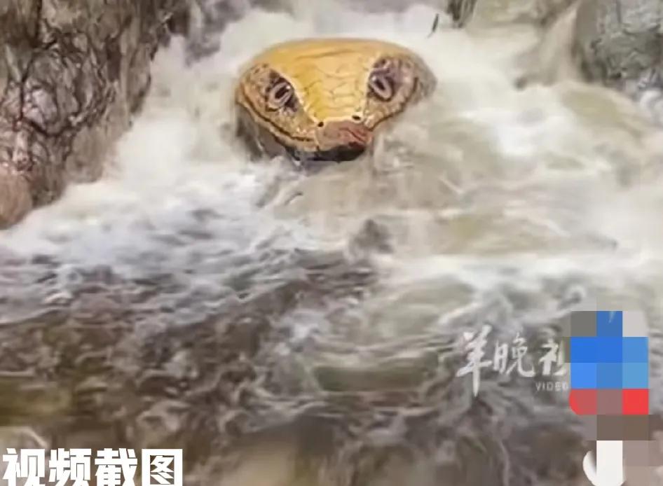 河南郑州一景点惊现巨型蛇头。这让众人有点心存疑虑，这是怎么一回事，难道是什么