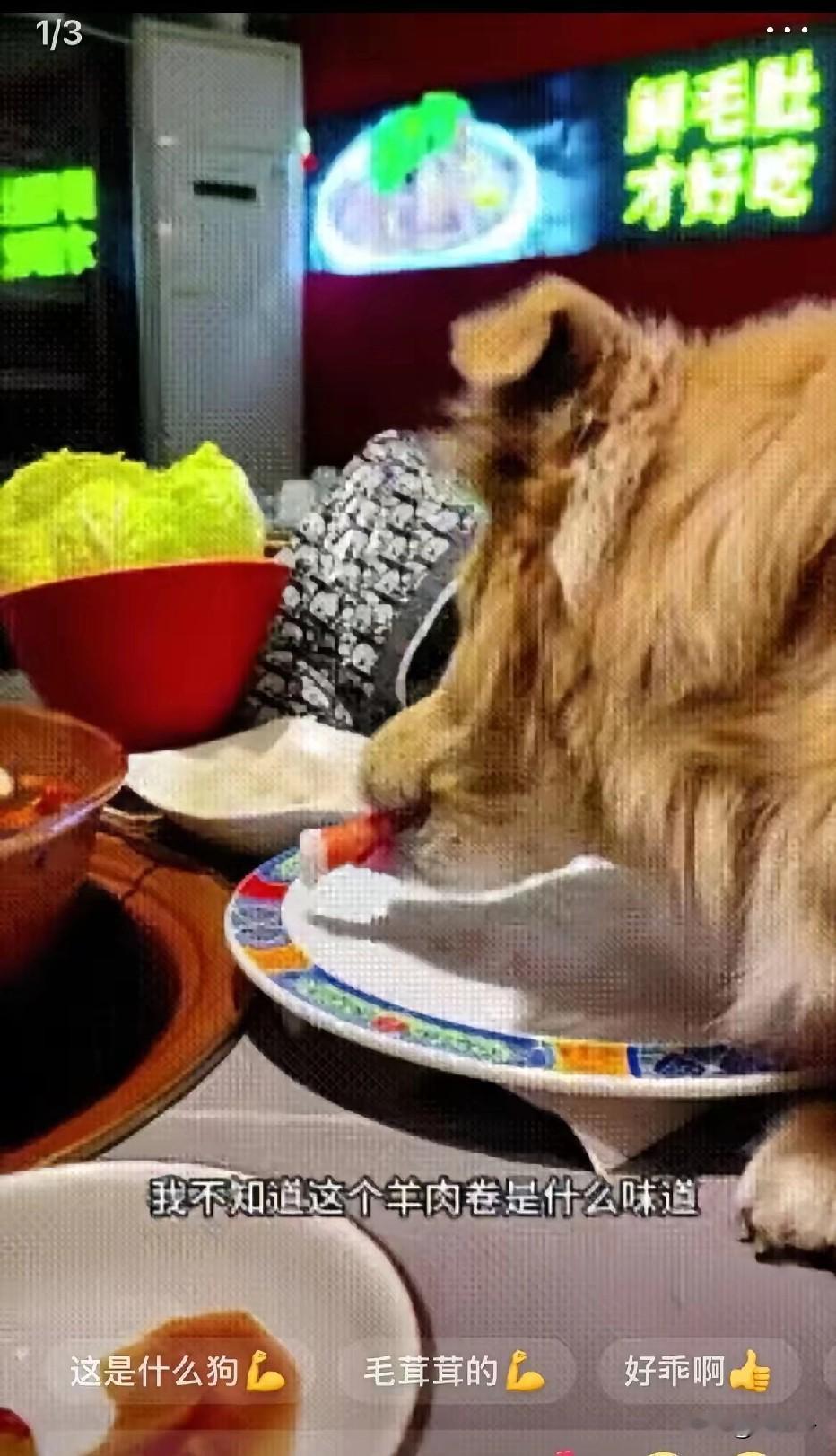 北京带狗用餐的女子真的特别让人气愤，用餐过程中她的两个细节真的很不要脸！1