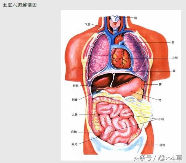 五脏, 是指肝,心,脾,肺,肾, 是中医理论上的五大生理病理系统