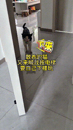 哎哟我的乖乖，这两只小猫简直成精了！家里养这俩小家伙，天天心里都惦记着下楼溜达。