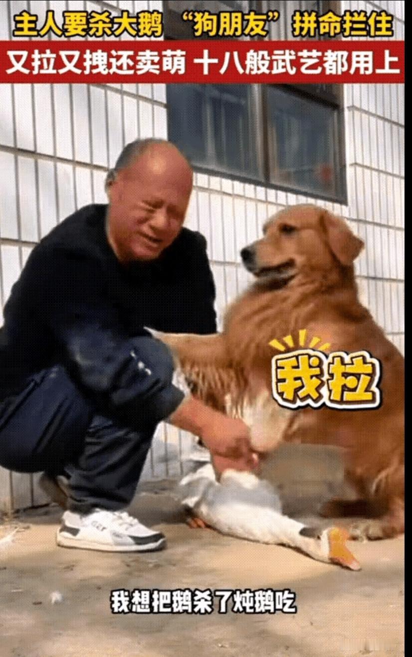 万物皆有灵性！河南，主人想把自家大鹅杀掉炖着吃，万万没想到的是大鹅同意了，自家