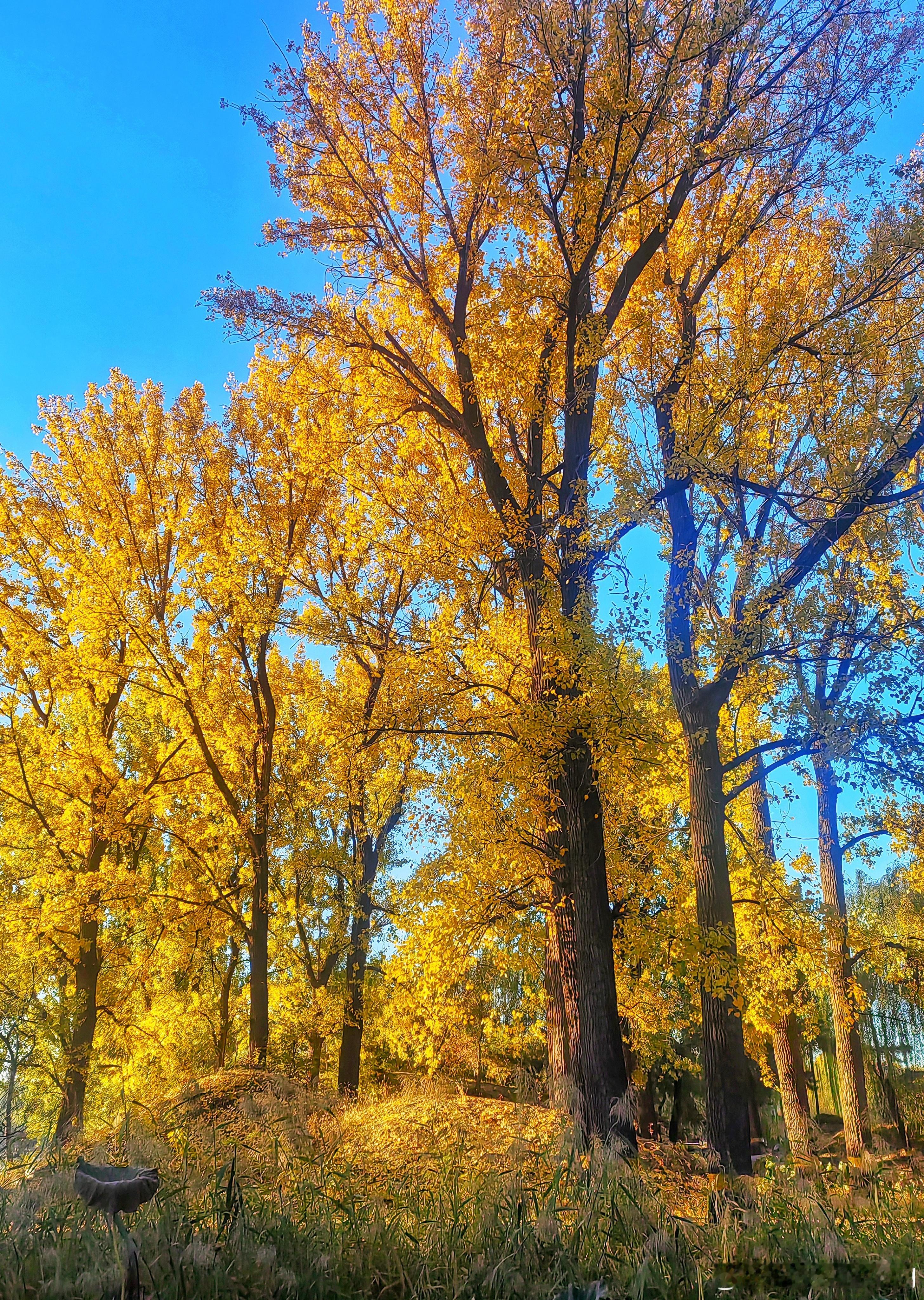 圆明园浩然亭秋色2025.11.1摄影​​​