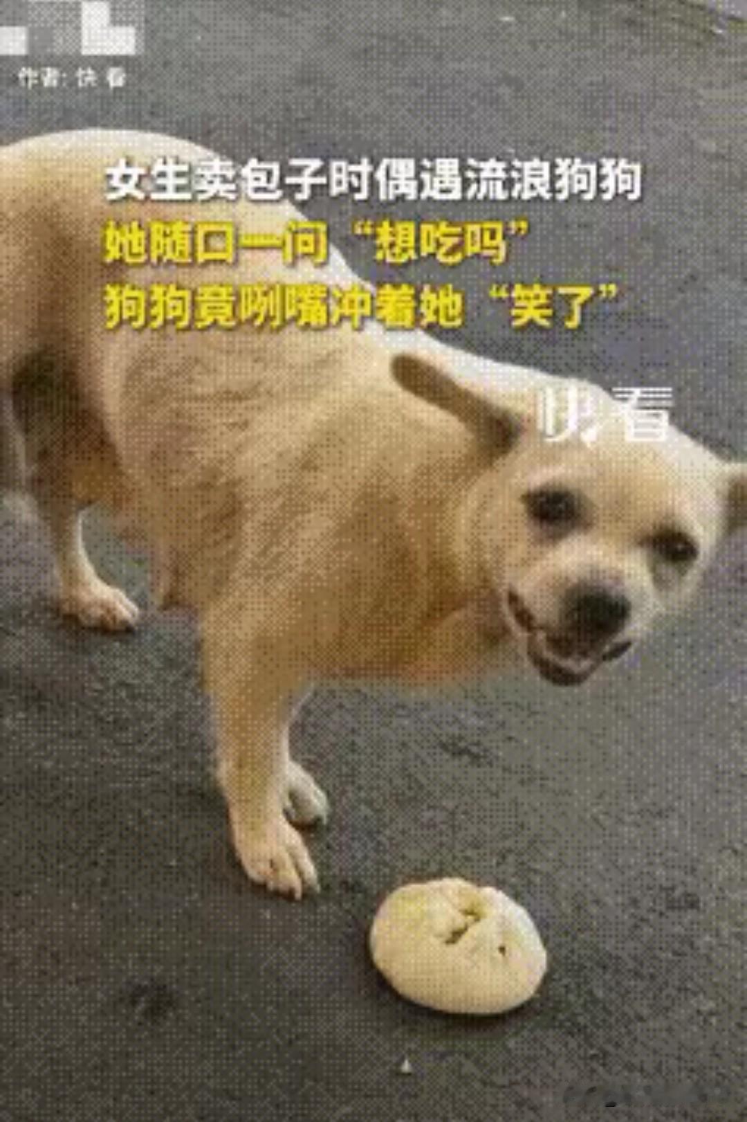 太感动了！河南洛阳，一女生卖包子时偶遇流浪狗狗，随口一句“你想吃吗？”不料狗狗竟