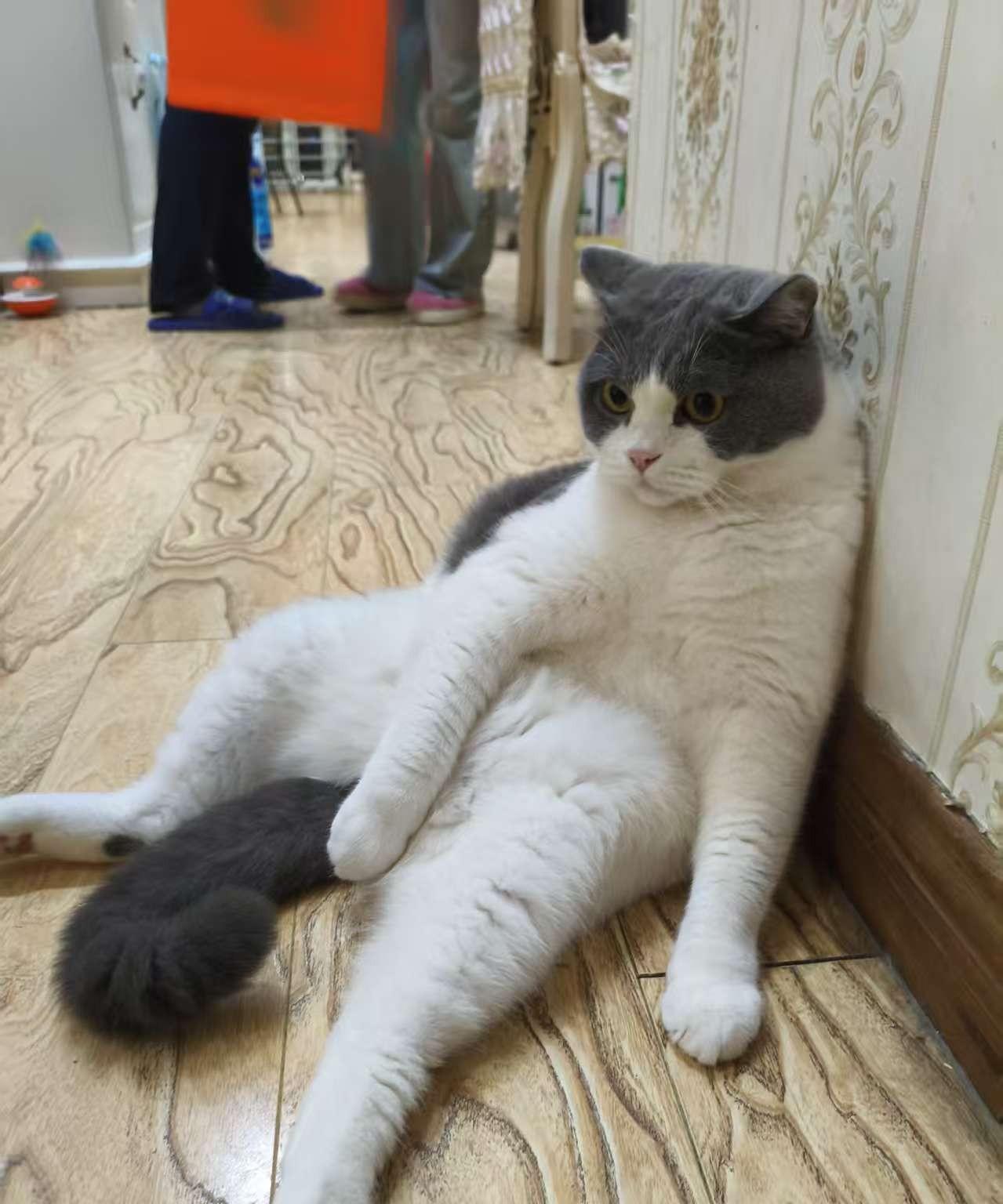 #分享一张猫咪看起来像人一样的照片#这是我家雪球坐在地上的照片，像不像一个被吵过
