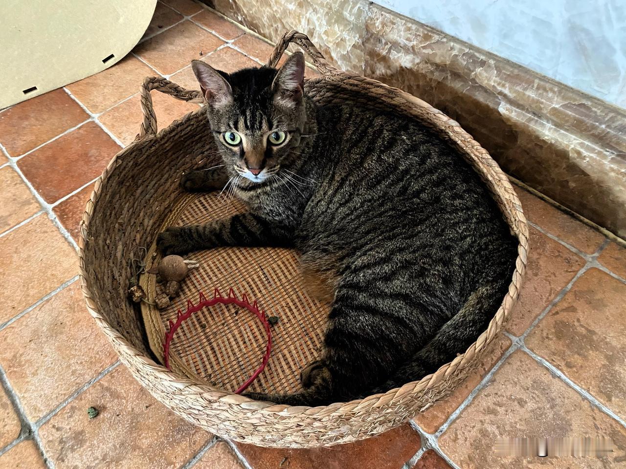 夏天狸花猫也怕热，我现在每天烧开水给猫咪喝，每天给猫咪梳毛，猫粮也少放点，2个小