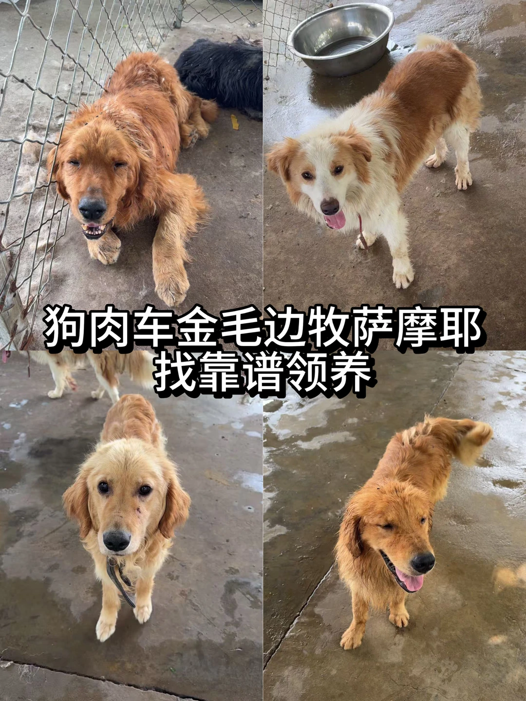 狗肉车金毛边牧萨摩耶找无偿靠谱领养